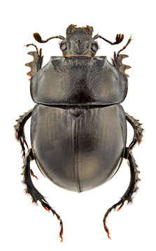 Typhaeus momus