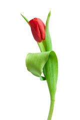 red tulip