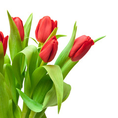 Obraz premium tulips