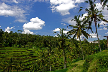 Fototapeta na wymiar bali rice terrace with palm trees under cloudy sky