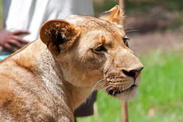 Löwe (Panthera leo)