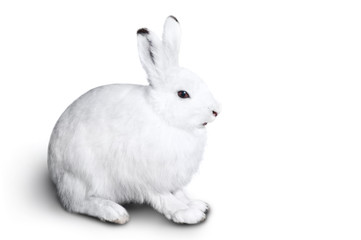 White cute rabbit