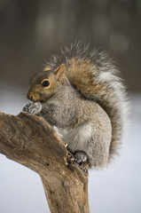 Winter squirrel