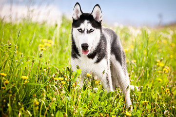 Husky standing in the middle of green grass