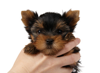 Puppy of the Yorkshire Terrier
