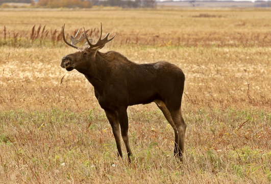Young bull moose standing in Saskatchewan field