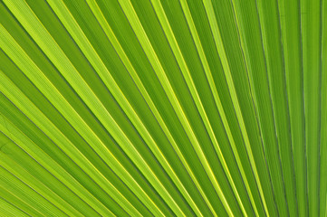 Obraz premium feuille verte de palmier nervures zen