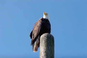 American bald eagle