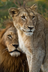 Obraz na płótnie Canvas Para Lew, Kruger National Park, Republika Południowej Afryki