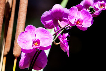 Fucshia color orchid flower