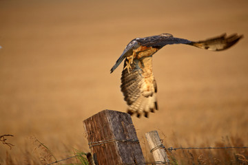 Swainson's Hawk taking flight from a fence post