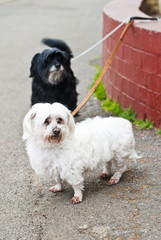 Two Maltese Terriers outdoors