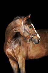 Obraz na płótnie Canvas Bay Horse w ciemności