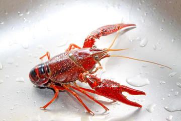 crayfish