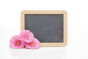 Aster mit Tafel