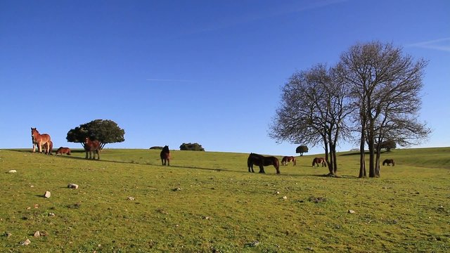 caballos buru 1a