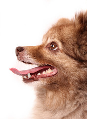 Portrait of Spitz-dog