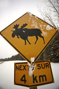 Moose Crossing warning sign