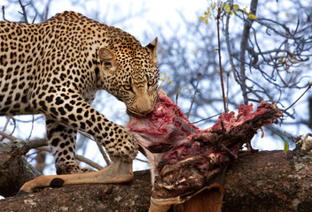 african leopard eating - 29728951