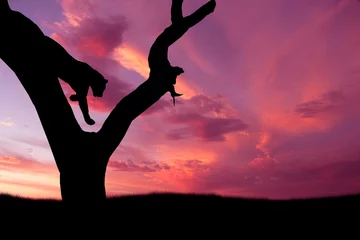 Cercles muraux Afrique du Sud african leopard jumping down tree silhouette