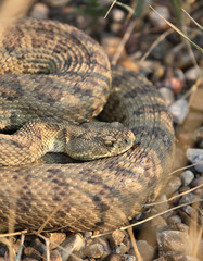 Rattlesnake curled beside a Saskatchewan road