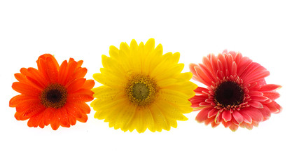 Colorful Gerber flowers