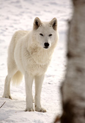 Arctic Wolf in winter