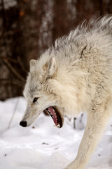 Arctic Wolf yawning in winter