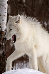 Arctic Wolf snarling in winter