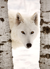 Naklejka premium Arctic Wolf seen between two trees in winter