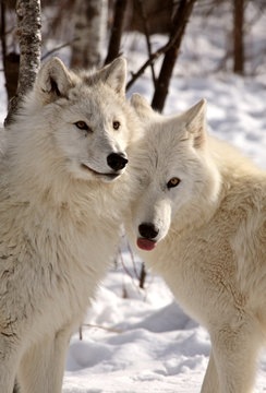 Arctic Wolves close together in winter
