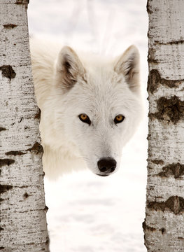 Arctic Wolf seen between two trees in winter