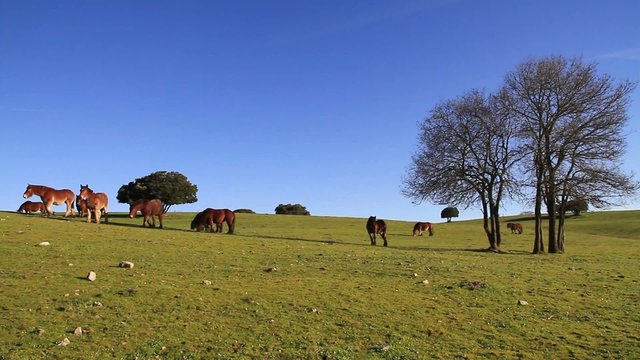 caballos buru 2a