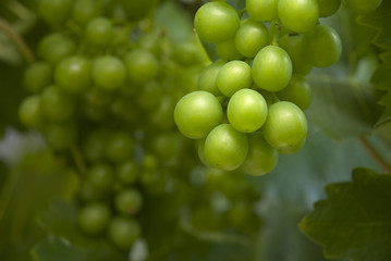 Green grapes