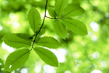 green foliage