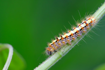 a caterpillar on the plant stem