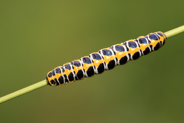 butterfly  larvae on a green plant