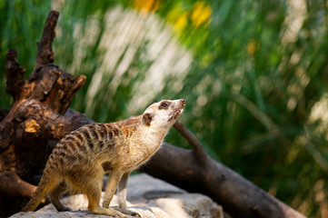 Meerkat