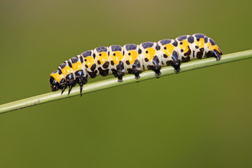butterfly  larvae on a green plant