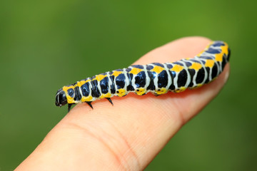 butterflies larvae in the person's fingers
