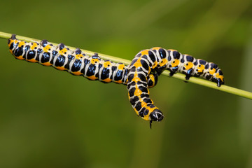 Fototapeta premium butterfly larvae on a green plant