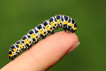 butterflies larvae in the person's fingers
