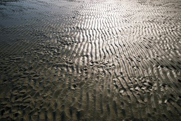North Sea bed at low tide
