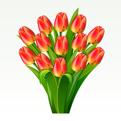 Bouquet from red tulips on on a white background