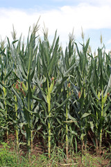 Obraz premium corn inflorescence of food crops