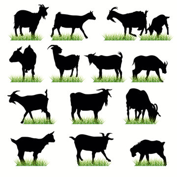 goats silhouettes