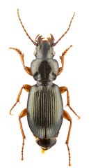 Pterostichus tenuimarginatus