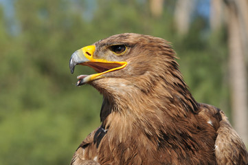 Tawny Eagle (Aquila rapax)