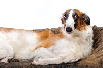 Russian wolfhound (borzoi) dog - 29737118