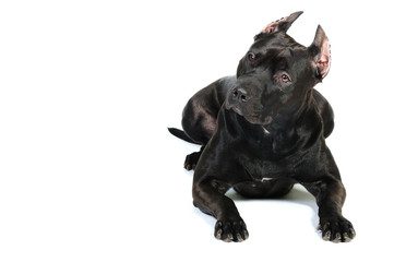 American Staffordshire terrier